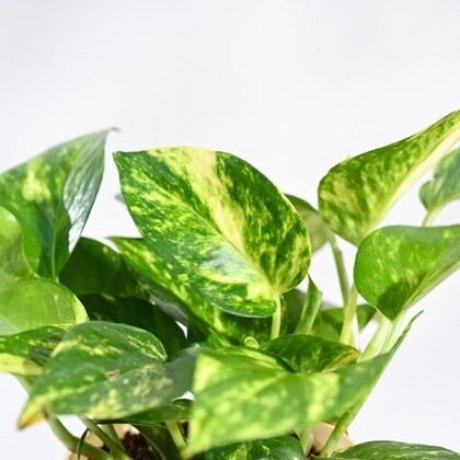 ugaoo money plant variegated gre.jpg