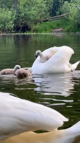 ZrOKqdSvP RuB0Cn.jpg