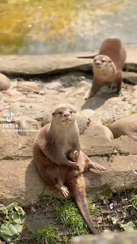 kPHSxD7S eYNwatN.jpg