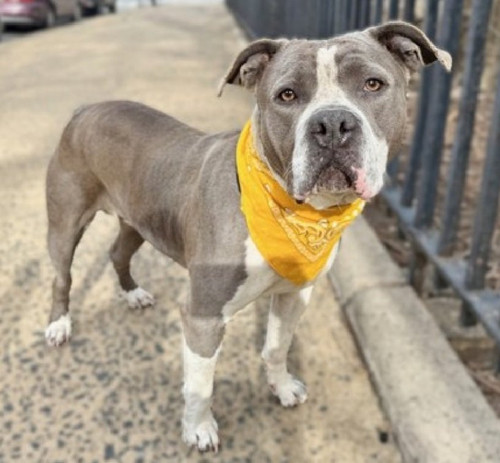 Gsi qW2W4AMBWxQ?format=jpg.jpg