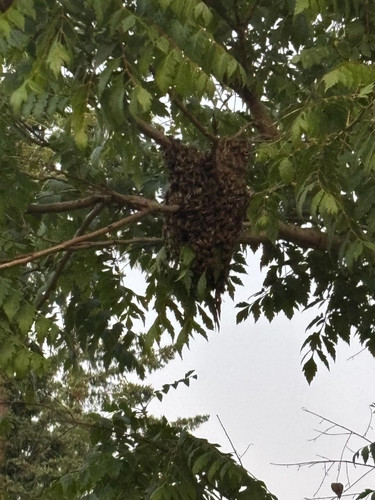 Honeybee swarm.jpg