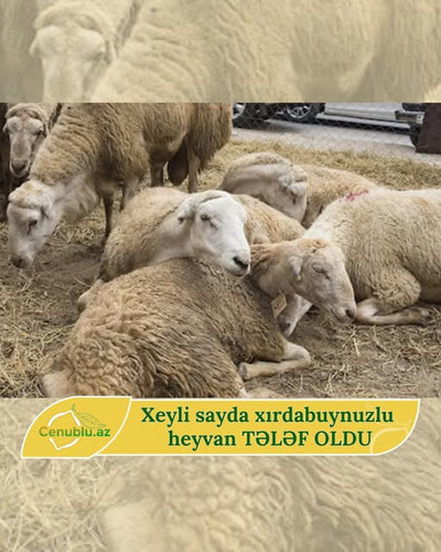 505132264 1638389096961727 9142949953779100038 n.jpg?stp=dst jpg s640x640 tt6& nc cat=101&ccb=1 7& n.jpg