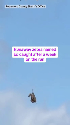 6A7lghMCsSZqTAM6.jpg