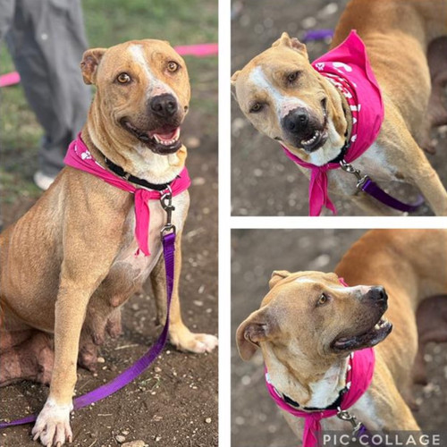 GsdDZ CWsAA4LmW?format=jpg.jpg