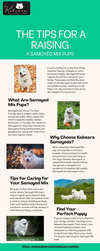The Tips for a Raising a Samoyed Mix Pups.jpg