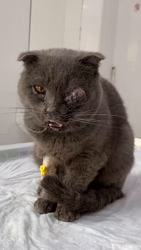 P7wNGKEQQUnfBr o.jpg