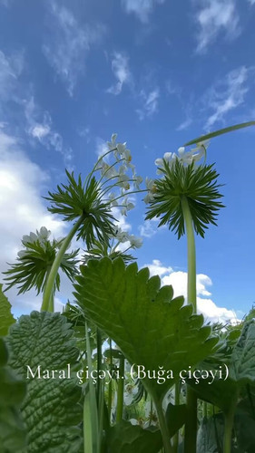 Vo7MA8m foEYQylC.jpg