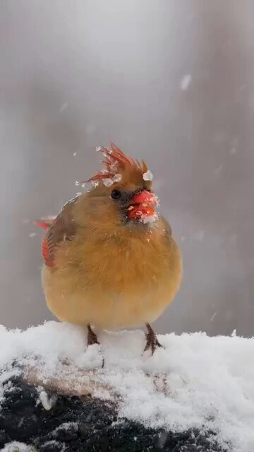 3tz3hk4Rdz qkOsj.jpg