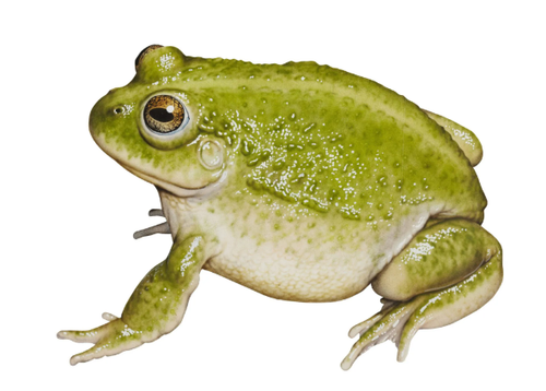 opera wEYEZ5unsm.png