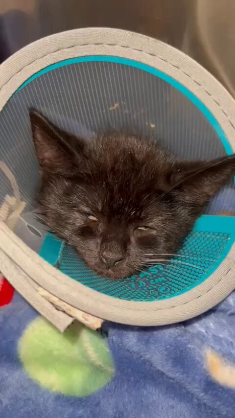 T9PV 1jzVD8N2GsP.jpg