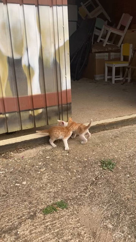 Bm8BbK2P4DghPO G.jpg