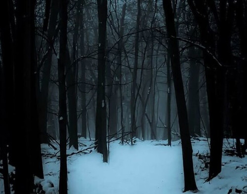 Snowy Forest 636x500.jpg