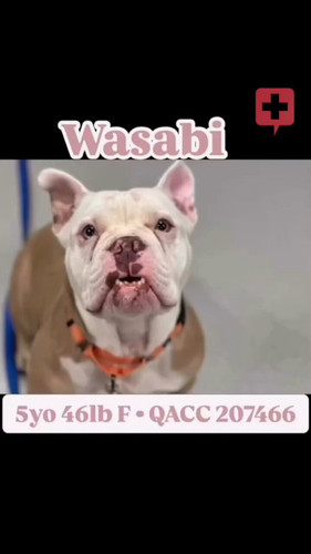 m13lvPJtIMi hrYB.jpg