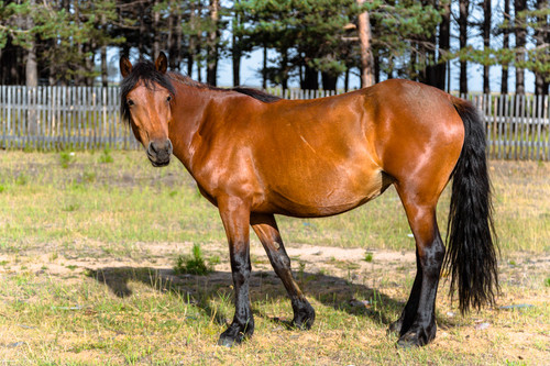 filly noun 002 13832.jpg?version=6.0.jpg