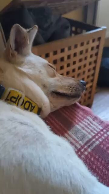 m8oPkoaoEwJS JAX.jpg