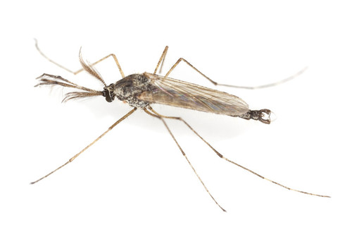 midge noun 002 23255.jpg?version=6.0.jpg