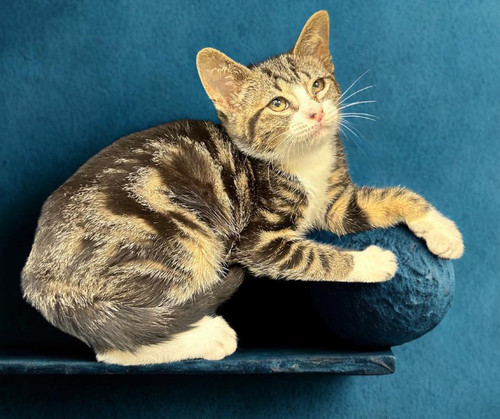 505375406 1012347281097703 1725865867891521935 n.jpg