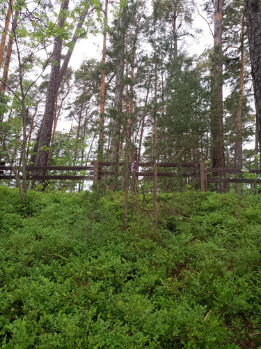 IMG 20250609 155651.jpg