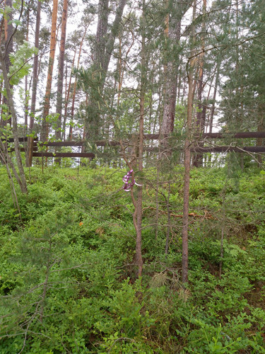 IMG 20250609 155658.jpg