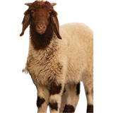 GtBLMMgX0AAk9me.png