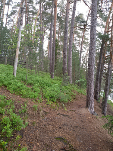 IMG 20250609 155820.jpg