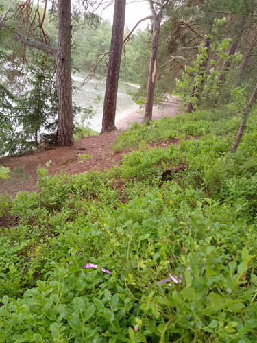 IMG 20250609 155726.jpg