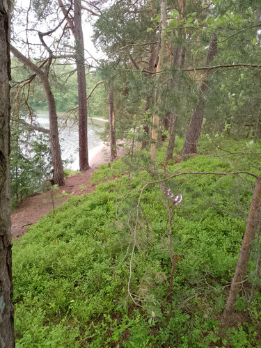 IMG 20250609 155709.jpg