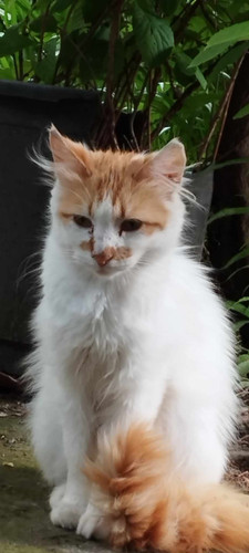 494886020 1250879819983259 6618896769031822468 n.jpg