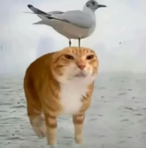 IMG 3414.png