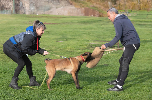 training belgian shepherd 87557 29583.jpg