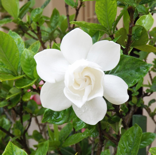 flower 2064199 1920.jpg