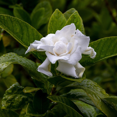 flowers 7236436 1920.jpg