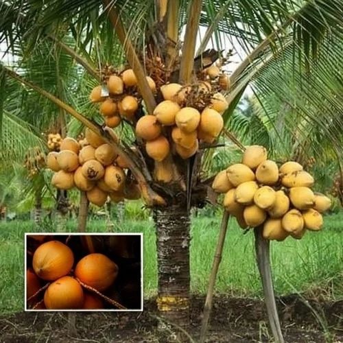 coconut tree thengu chavakkad or.jpg