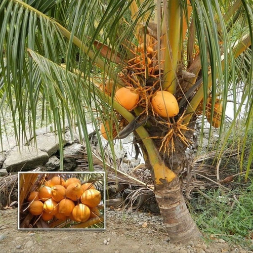 coconut tree thengu d x t orange.jpg