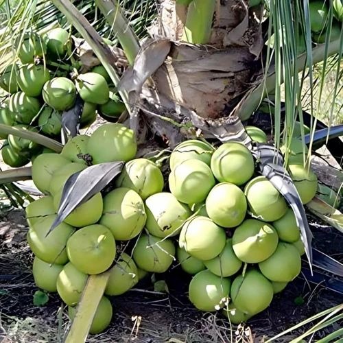 coconut plants 500x500.jpg