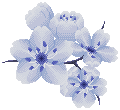 flowers.png