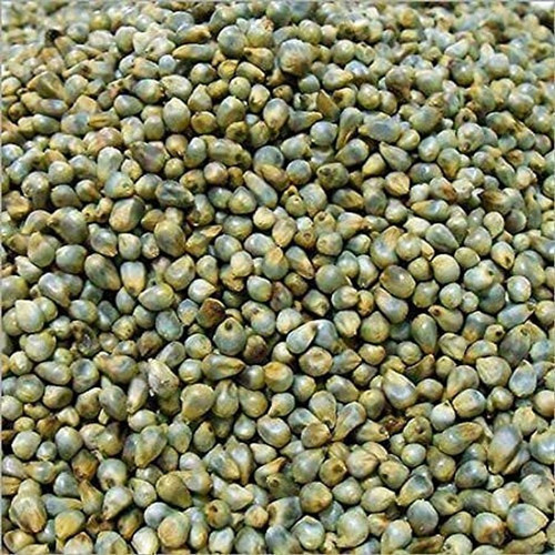 1 bajra seeds 1 kg seeds stokiya.jpg