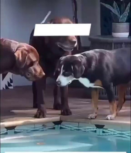 ZODXDdPrRJrX6Ftt.jpg
