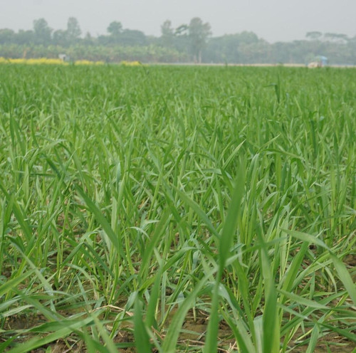green wheat has been cultivated on agricultural land free photo.jpg