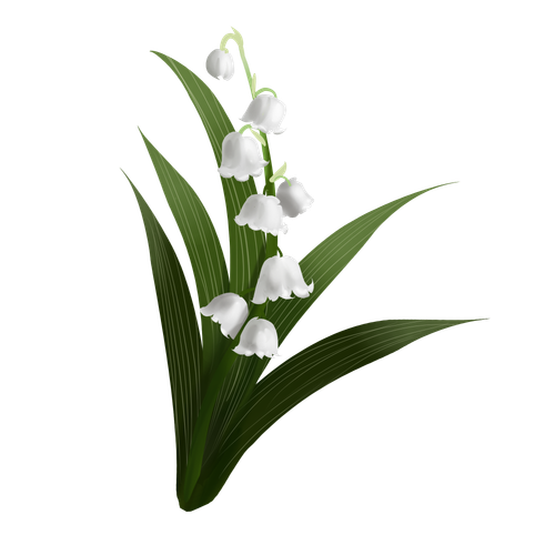 —Pngtree—hand painted lily of the 5611451.png