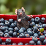 www.naked-ai.art - A red box of blue berries with a rat dancing inside
