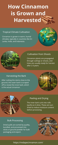 How Cinnamon is Grown and Harvested.jpg