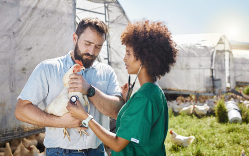 veterinary farm doctor nurse with chicken health inspection wellness vitality exam poultry farming h.jpg
