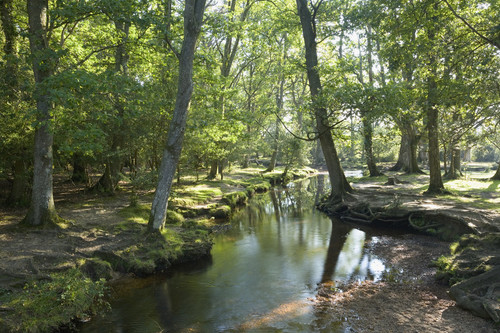 brook noun 004 0550.jpg?version=5.0.jpg
