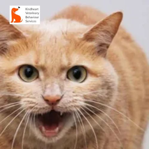 Stop Cat Aggression in Victoria Kindheart Vet Behaviour Experts.jpg