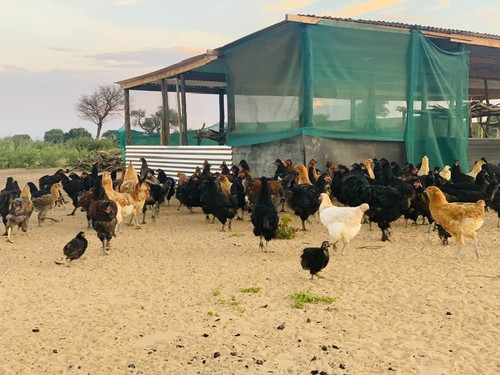 473189831 502657842846907 2201909453211506938 n.jpg