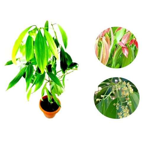 online plant bazar bay leaf tej.jpg