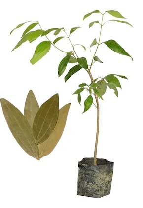 global green tej patta tamalpatr.jpg