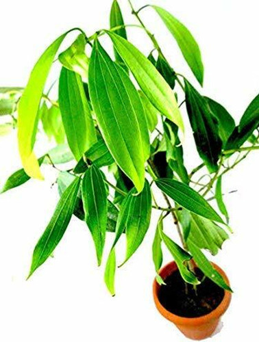 no perennial yes live tej patta.jpg