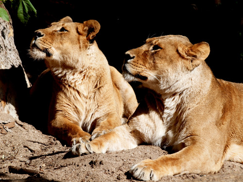 OLYMPUS DIGITAL CAMERA.jpg